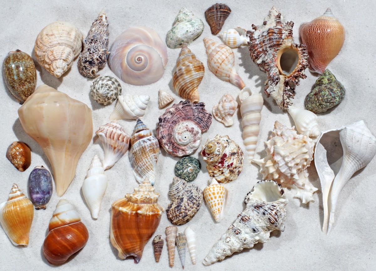 Western Atlantic, Gulf of Mexico, Caribbean and Indo-Pacific Seashell Varieties  