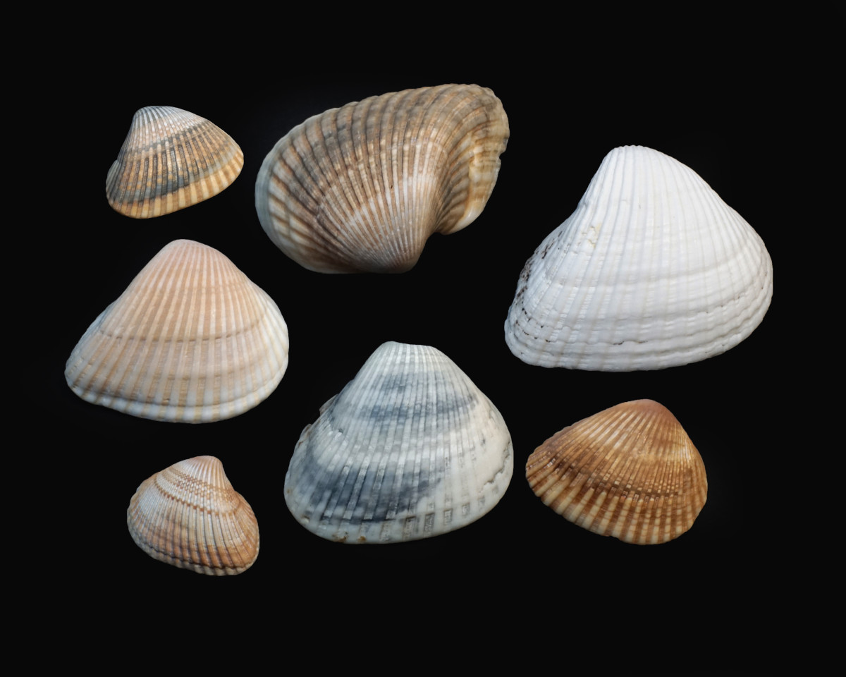 Ponderous Ark Seashell Collection (Noetia, ponderosa)