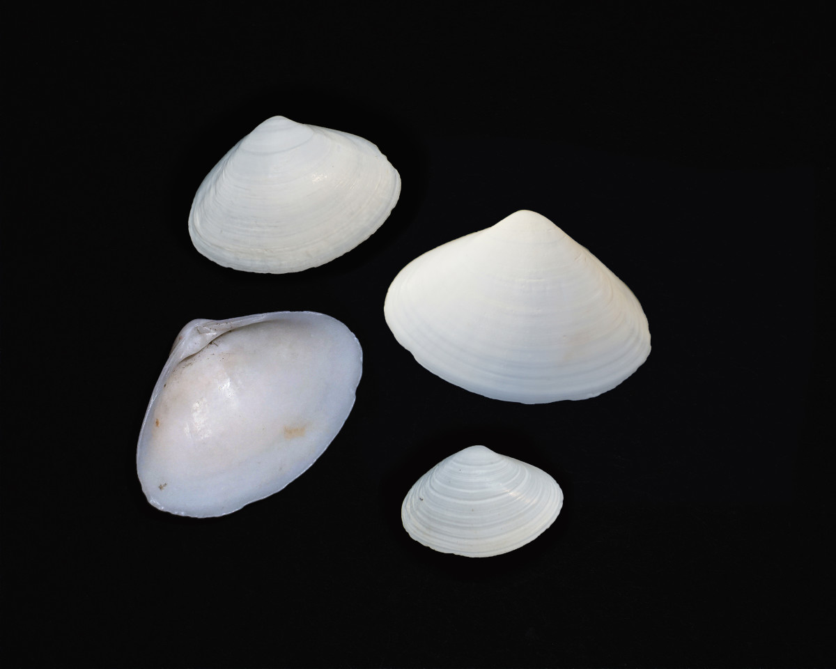 Tampa  Tellin Seashells (Tampaella, tampaensis)