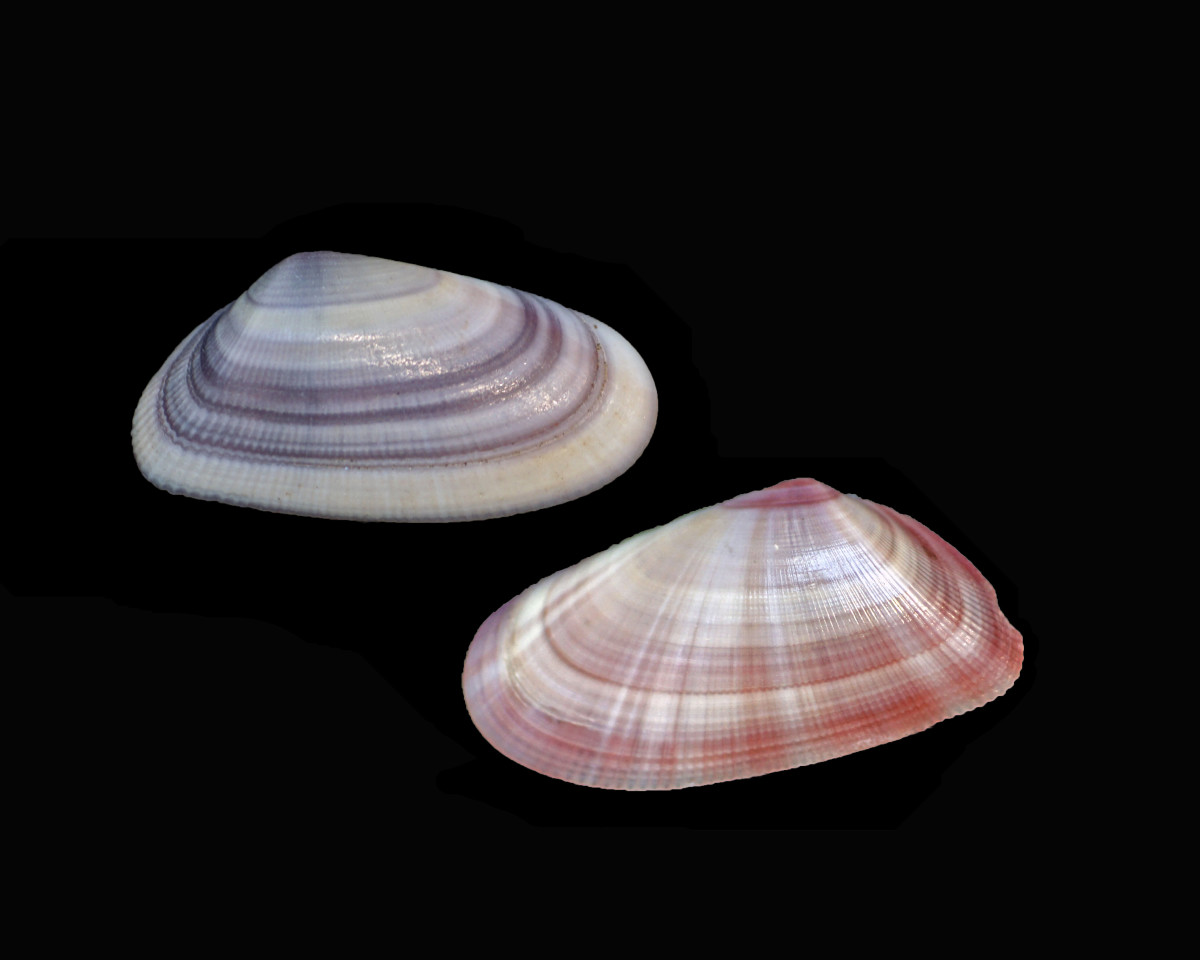 Coquina Clam Seashells (Donax, variabilis)