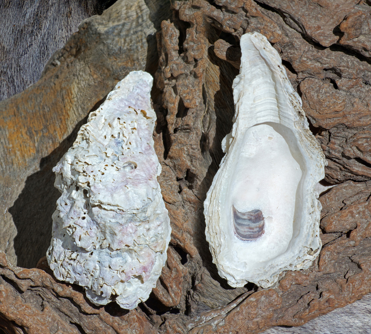 Eastern Oyster Seashells showing interior abductor muscle scar and rough exterior