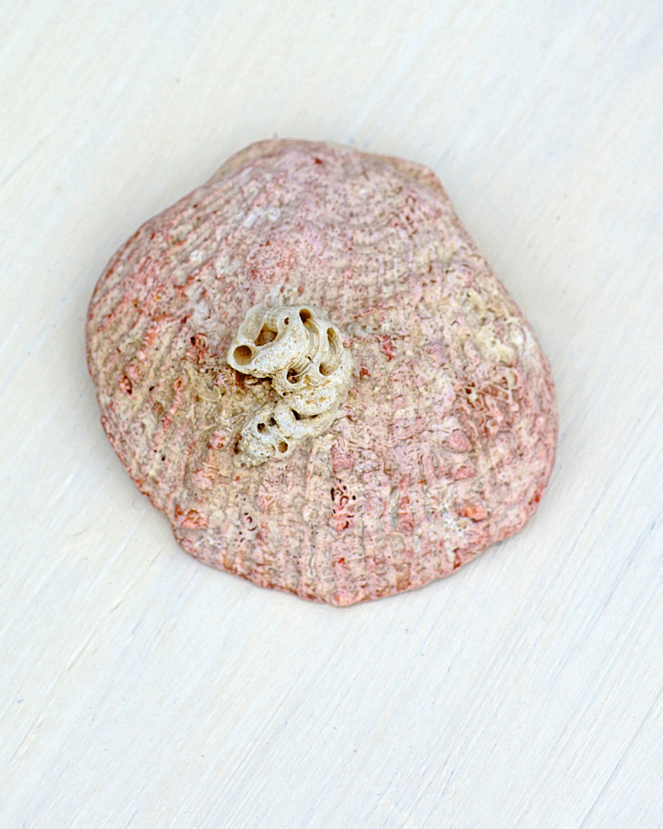 Digitate Thorny Oyster Seashell (Spondylus, tenius)