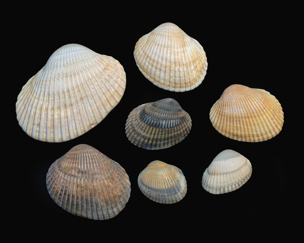 Blood Ark Seashells (Anadara, ovalis)