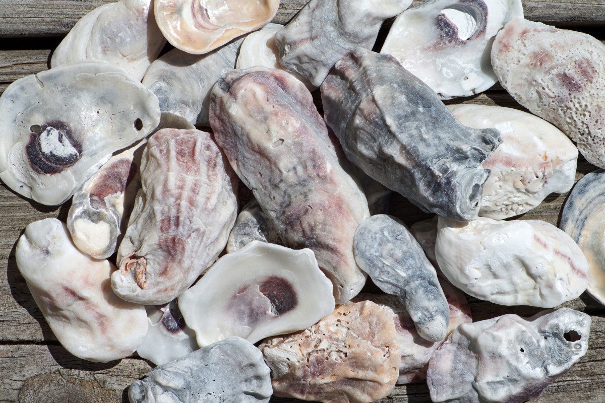 Eastern Oyster Seashells (Crassostrea, virginica)