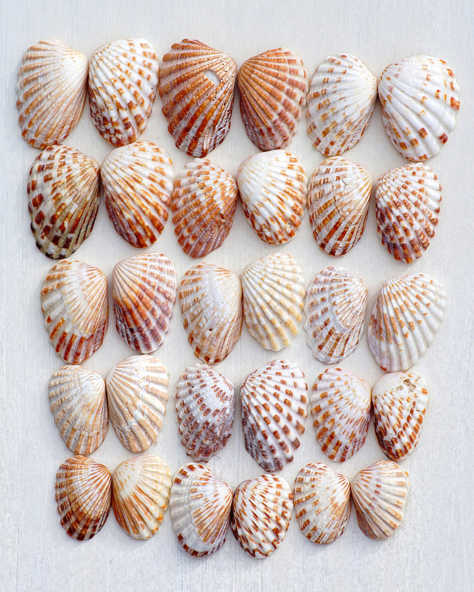 Broad-Ribbed Cardita Seashells (Carditamera, floridana)