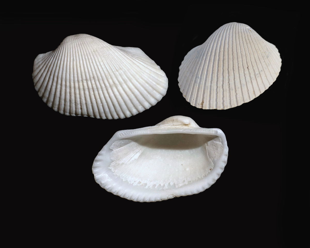 Cut Ribbed Ark Seashells (Anadara, floridana)
