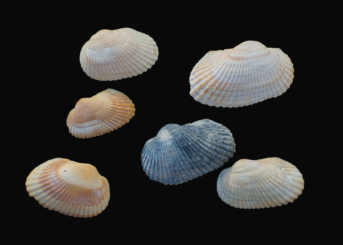 Transverse Ark Seashells  (Anadara, transversa)