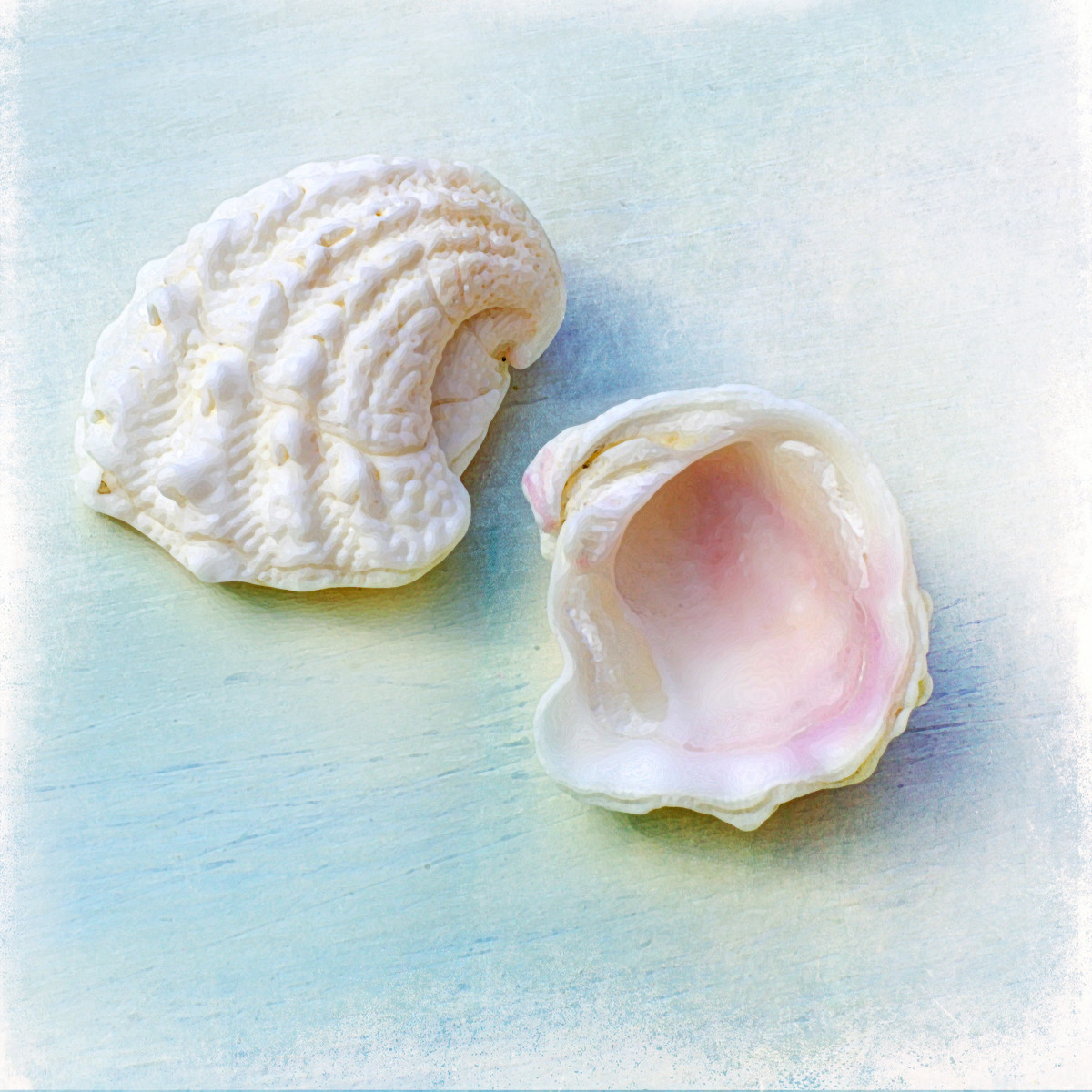 Spiny Jewel Box Oyster Seashells (Arcinella, cornuta)