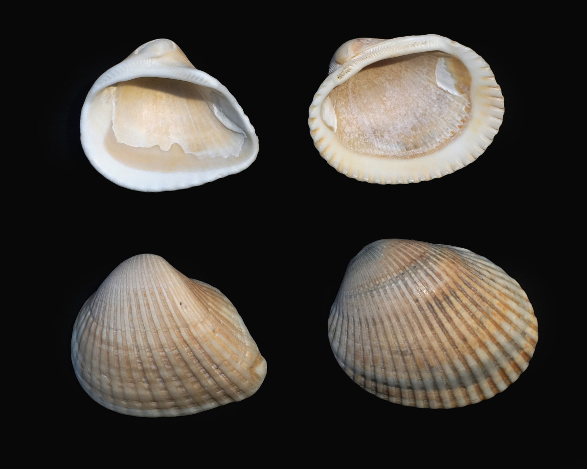 Comparison: Ponderous Ark Shells (left) and Blood Ark Shells (Right)