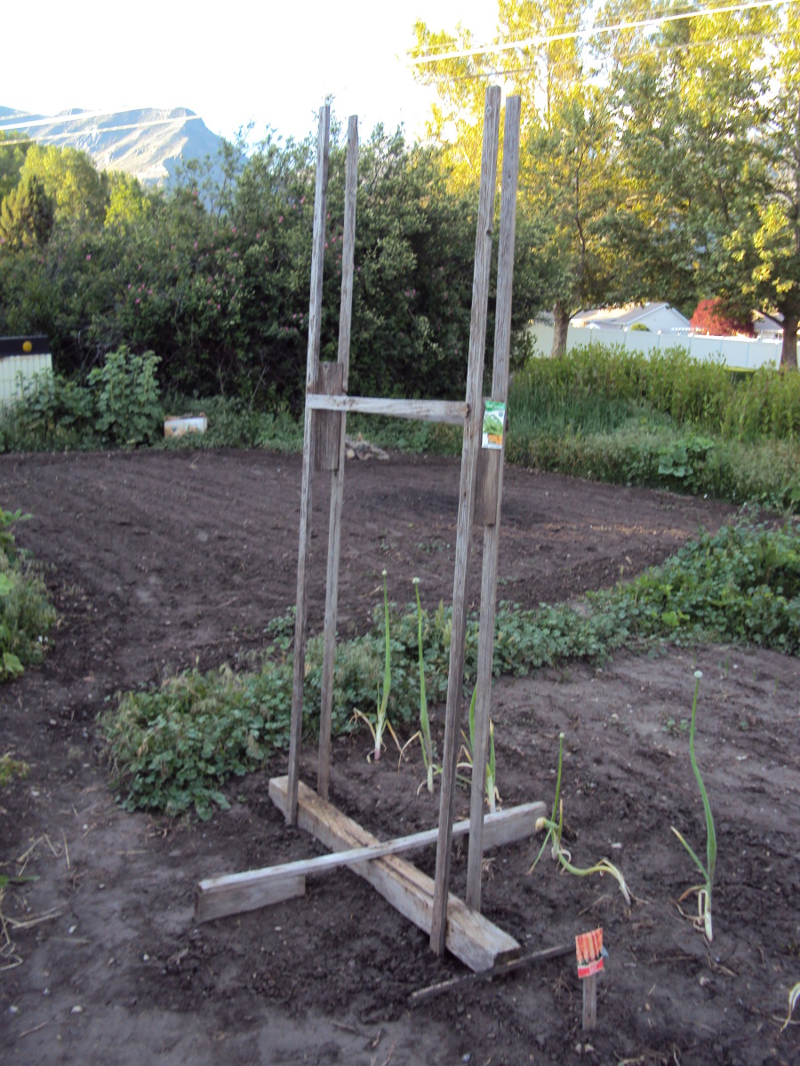What goes down (into the soil) can come up, in the form of pole beans and other climbing seeds.