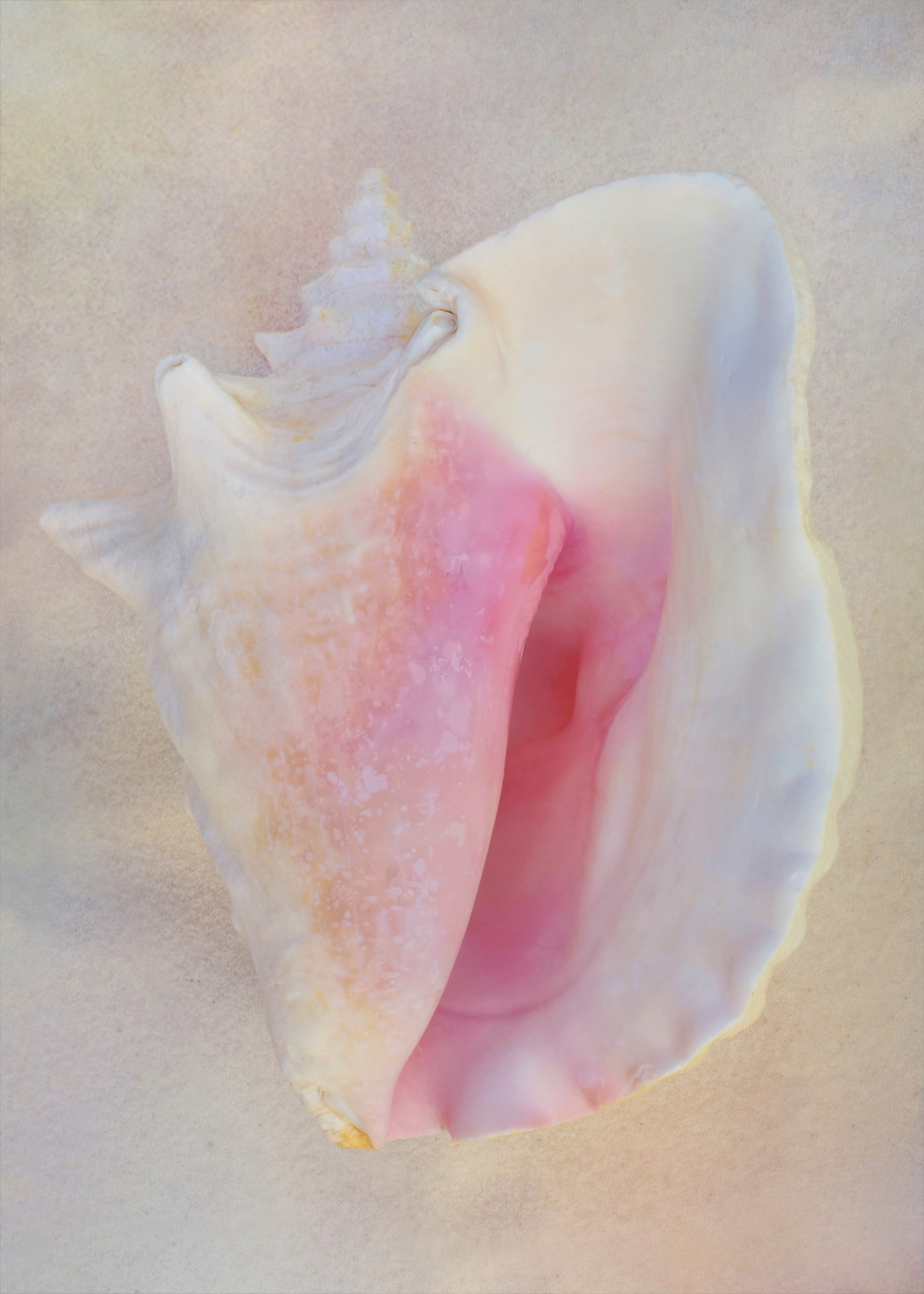 Queen Conch Seashell (Strombus,gigas)(Interior)