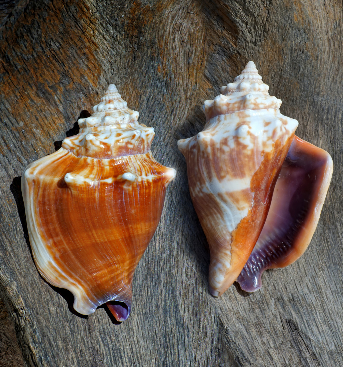 types of conch shells