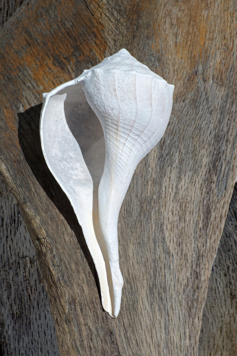 Lightening Whelk Seashell (White)