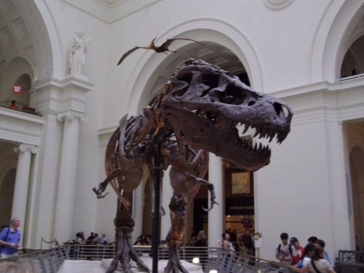 Sue Dinosaur Field Museum Chicago