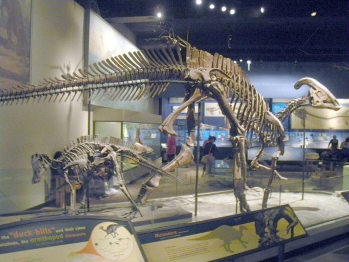 Dinosaurs Field Museum