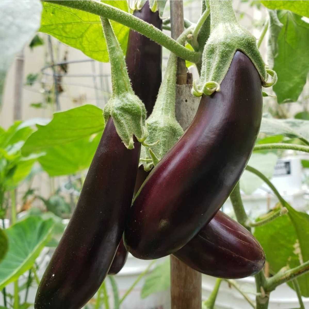 Eggplants are used in many Filipino dishes.