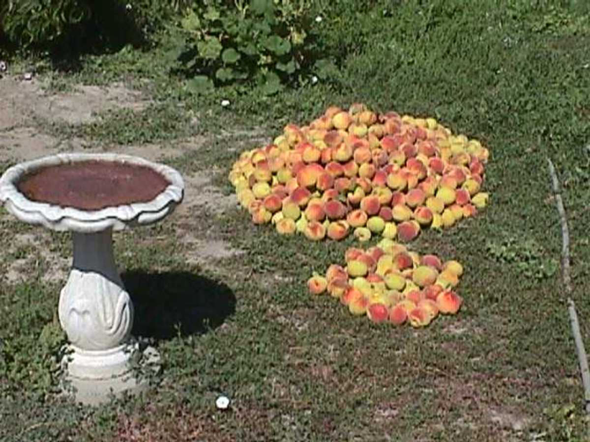 Summer peaches (450 in that pile) are  welcome ingredients in a winter breakfast.