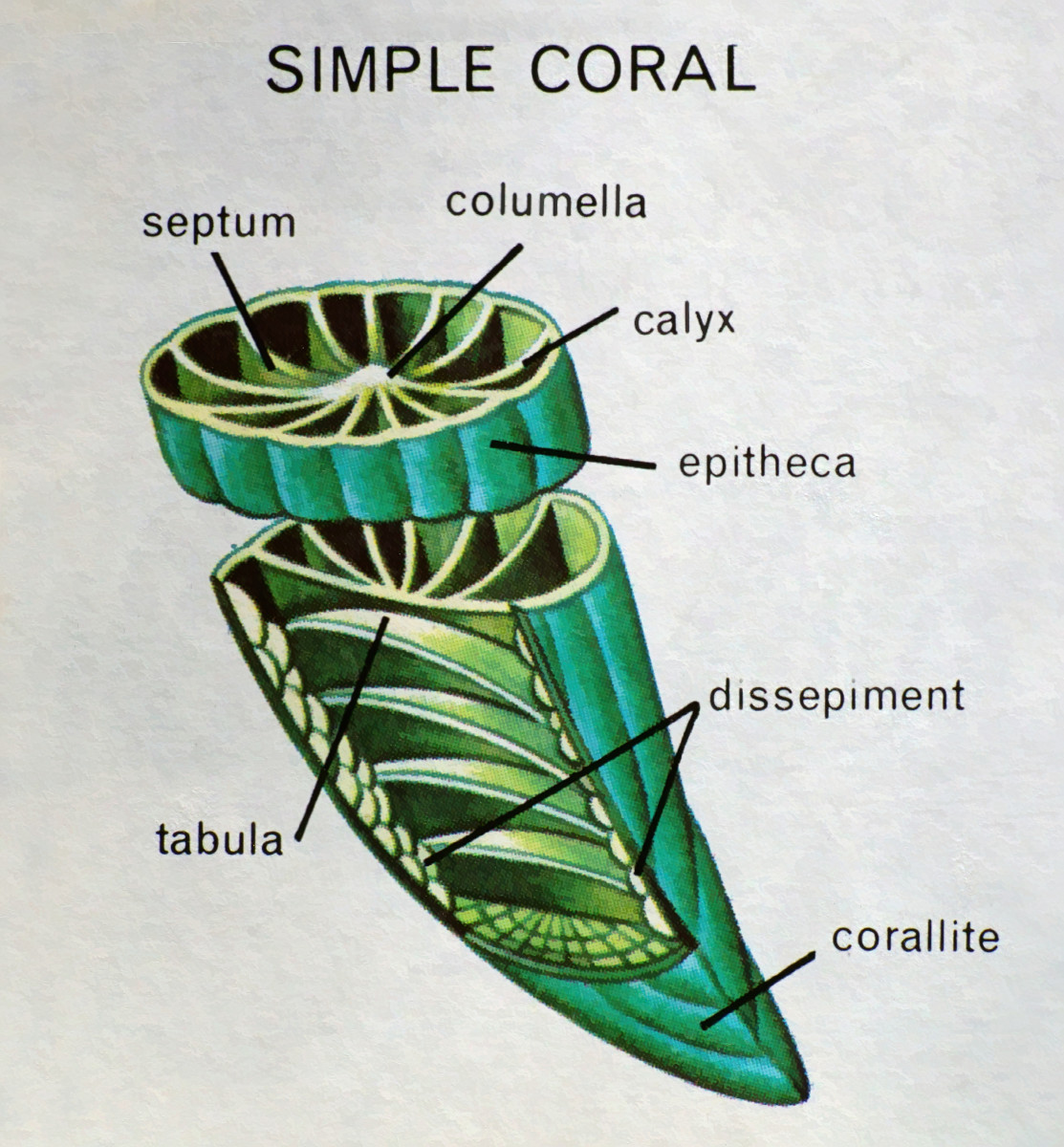 Simple Diagram of Coral Corallite 