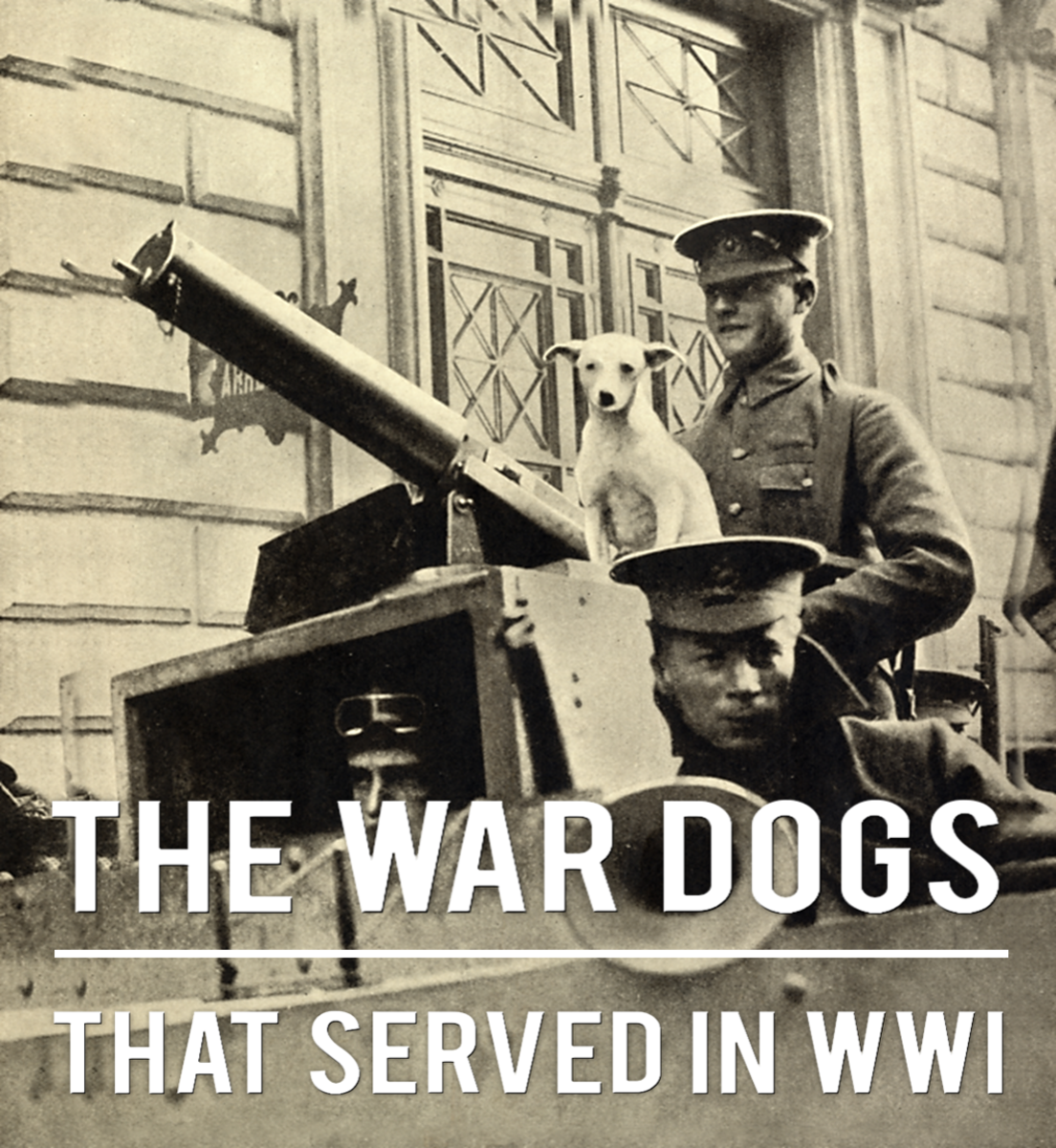 Seven Dog Breeds That Served in First World War (WWI)