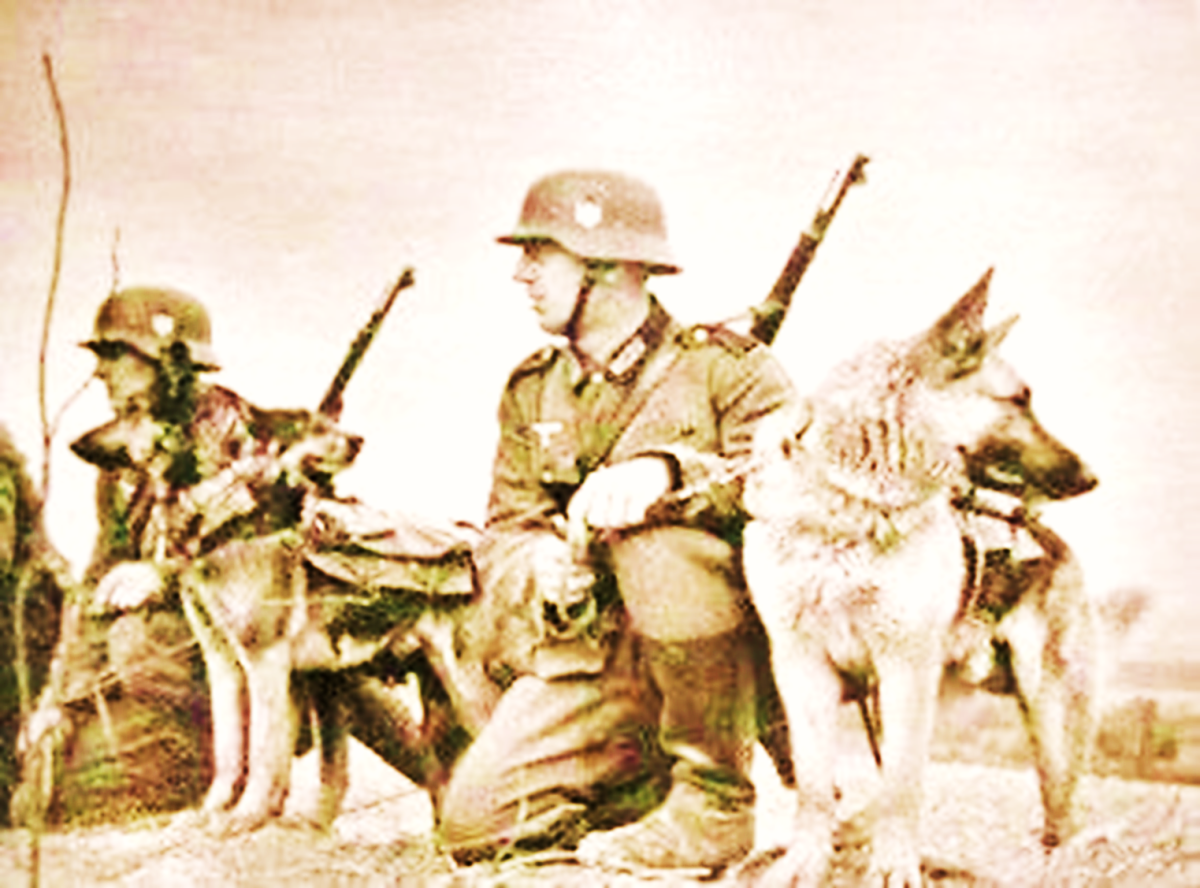 German Shepherd in World War I (WW I)