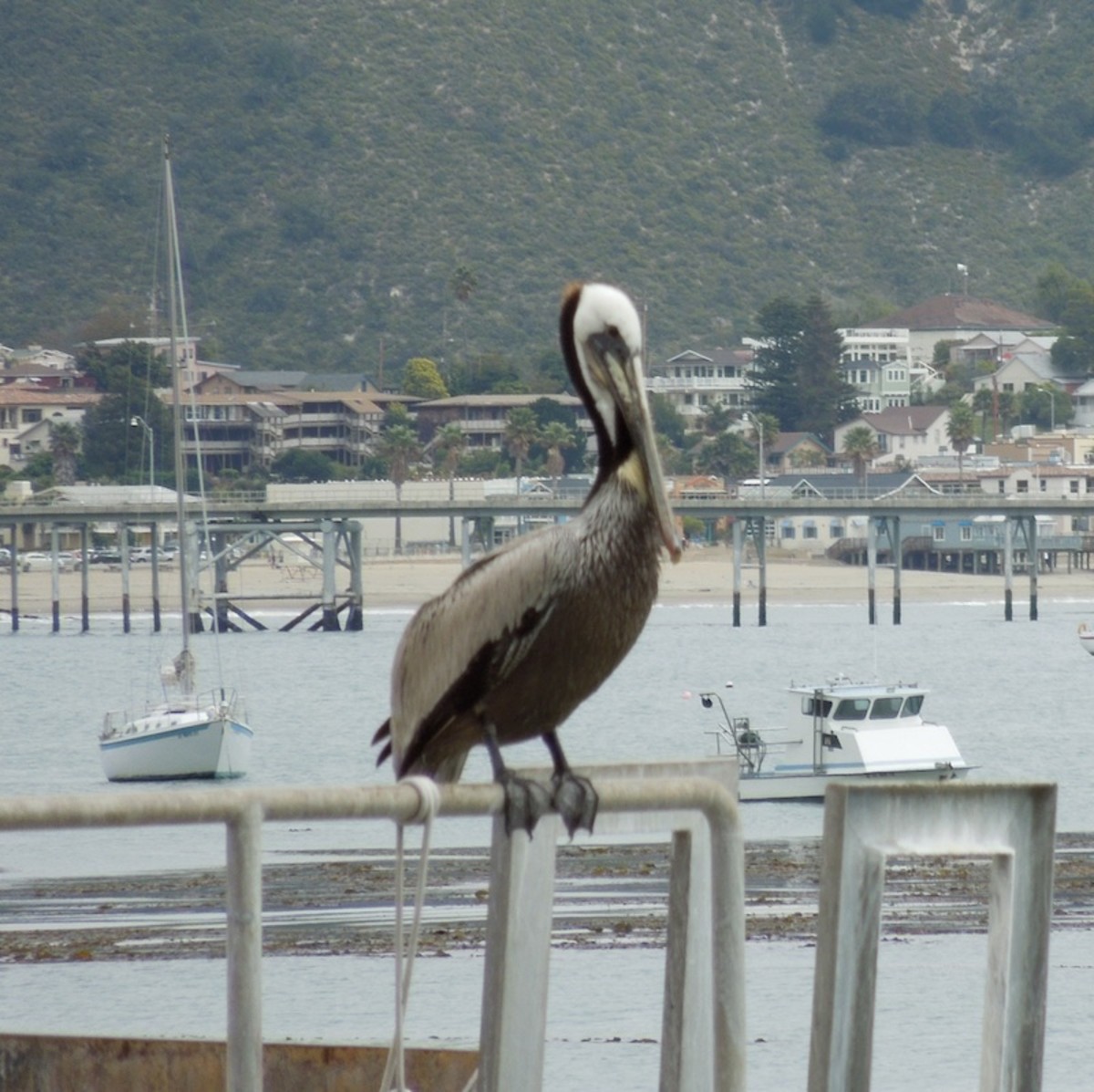 Brown Pelican taking in the view at Port San Luis, California