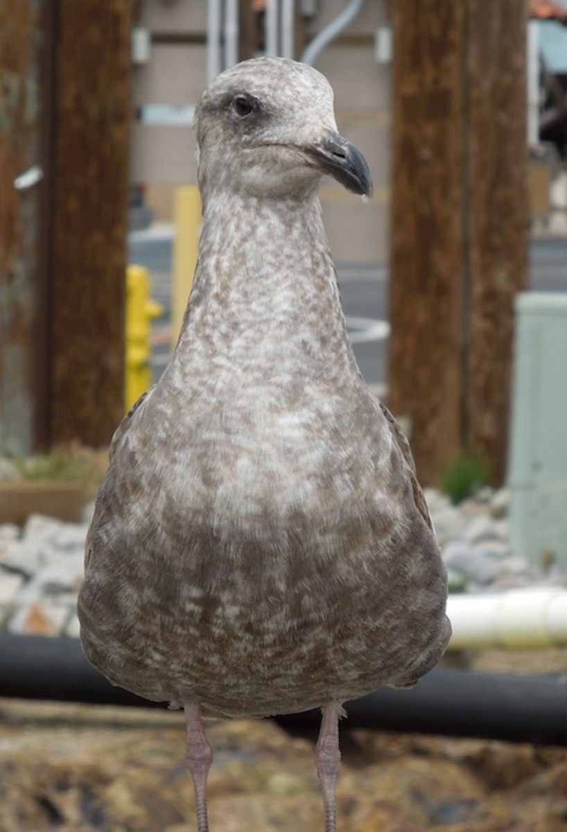 Front view of immature western gull at Port San Luis, California