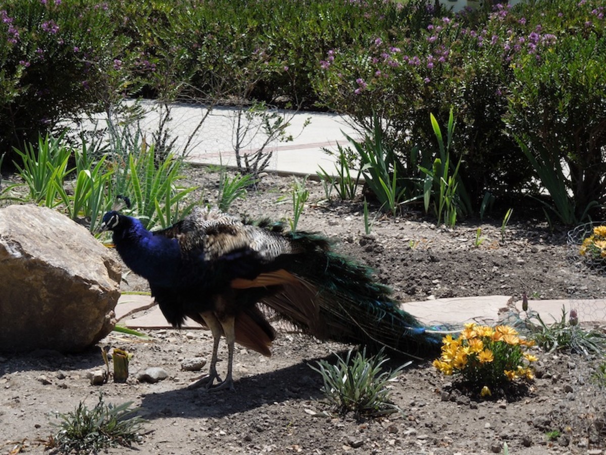 One of the peacocks we saw at Kelsey See Canyon Vineyards