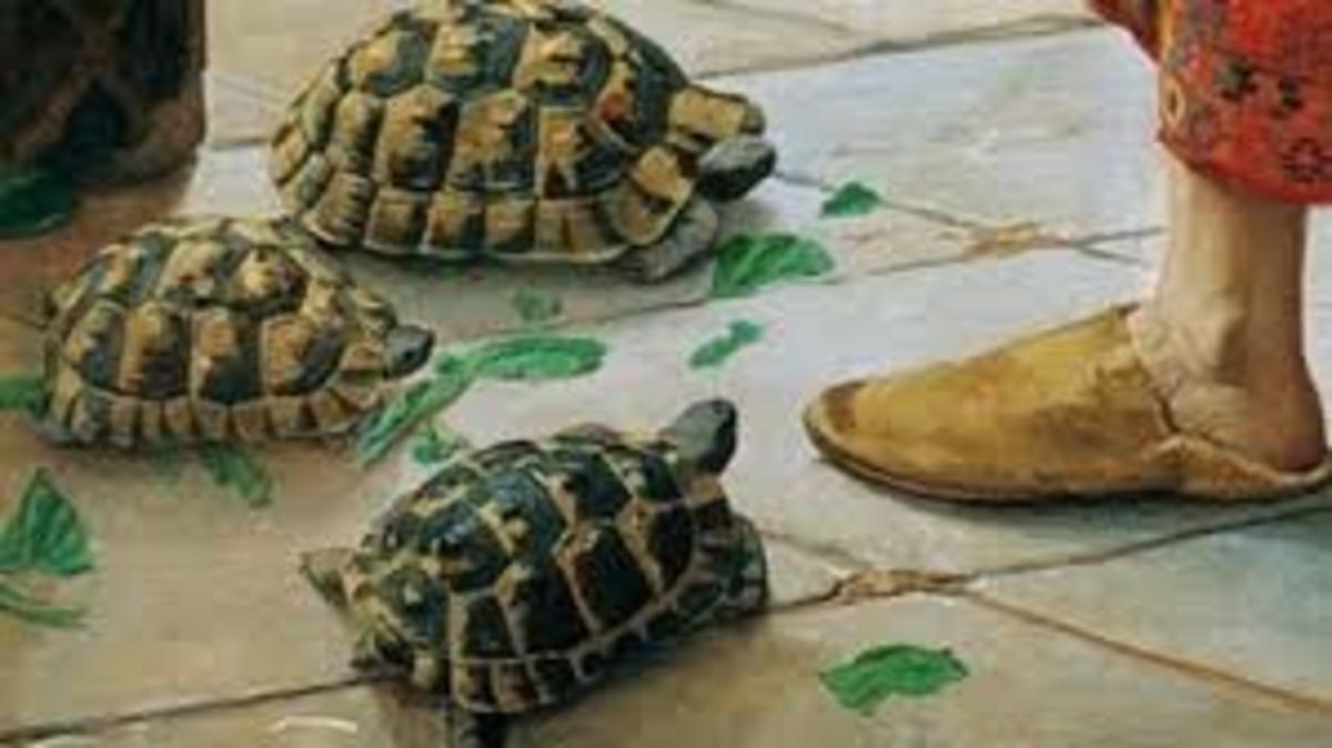 the-tortoise-trainer