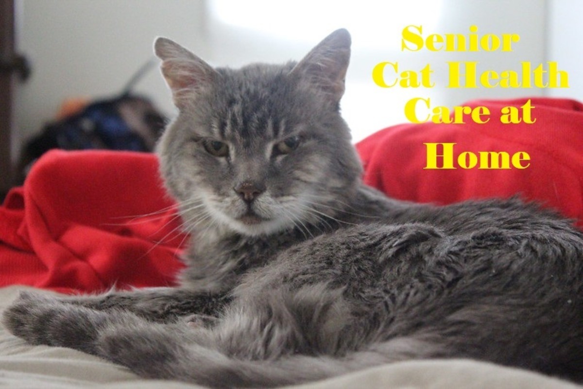 Senior cats suffering from health problems need veterinary assistance but it is not always available.