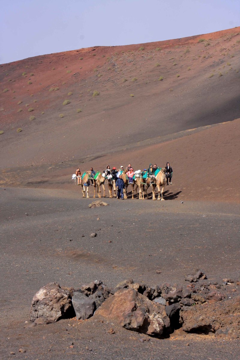 Camel train through the volcanic landscape