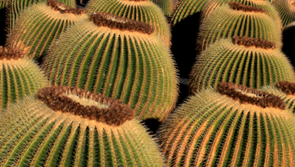 Echinocereus grusonii - cactus collection at Jardin de Cacti