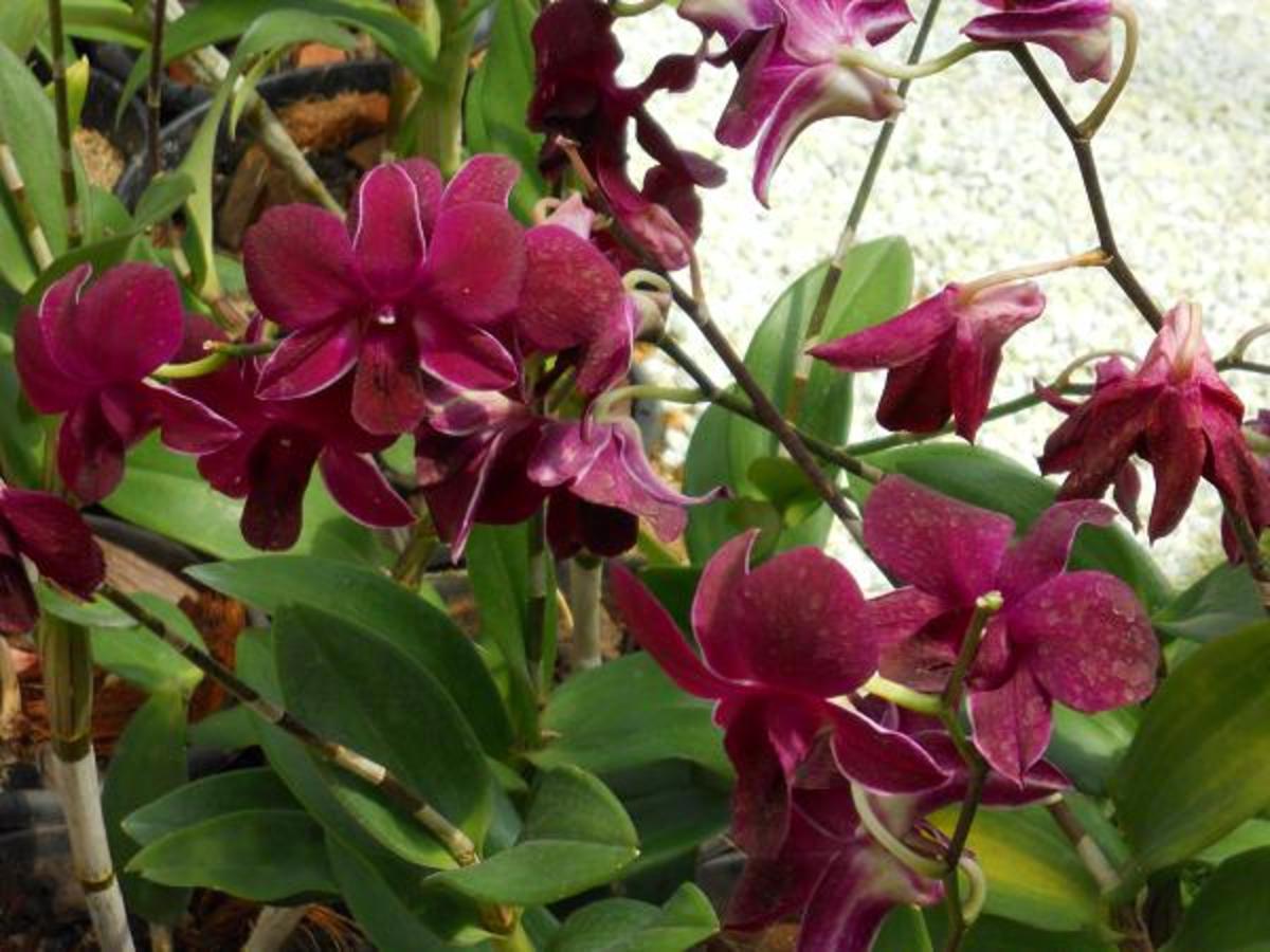 Mmmm...the ever enchanting Orchid.. a color so deep that it almost looks like burgundy in silk.