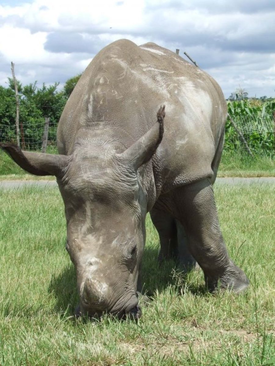 This is Maxine when she was still little. (Little for a rhino is about hip height. 