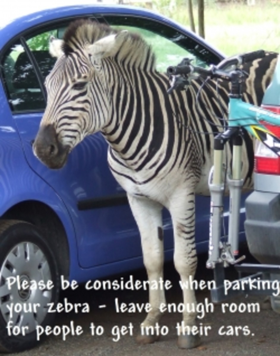 You may have heard of zebra crossings - well, zebras need to park themselves as well. 