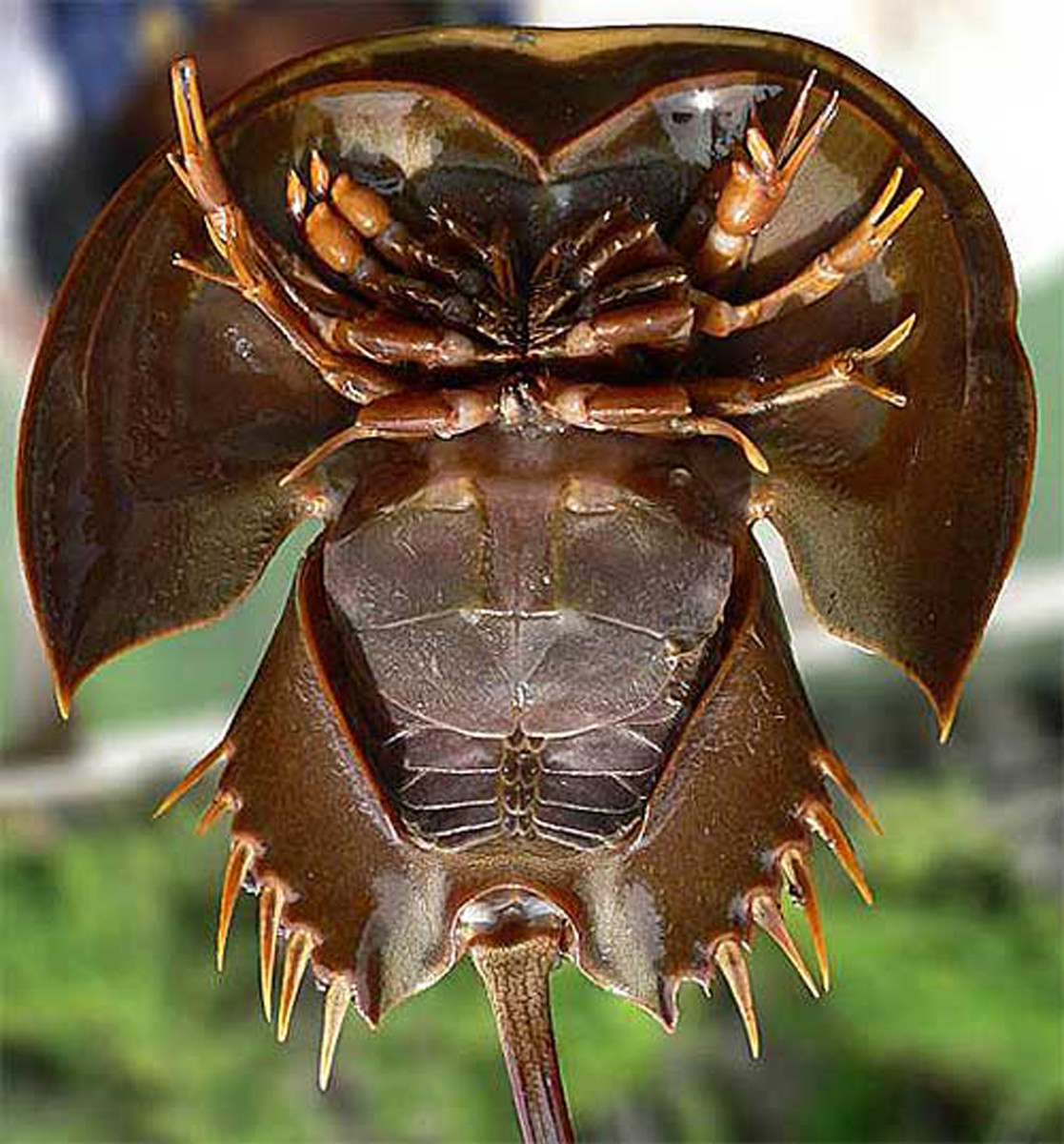 Horseshoe Crab Underside