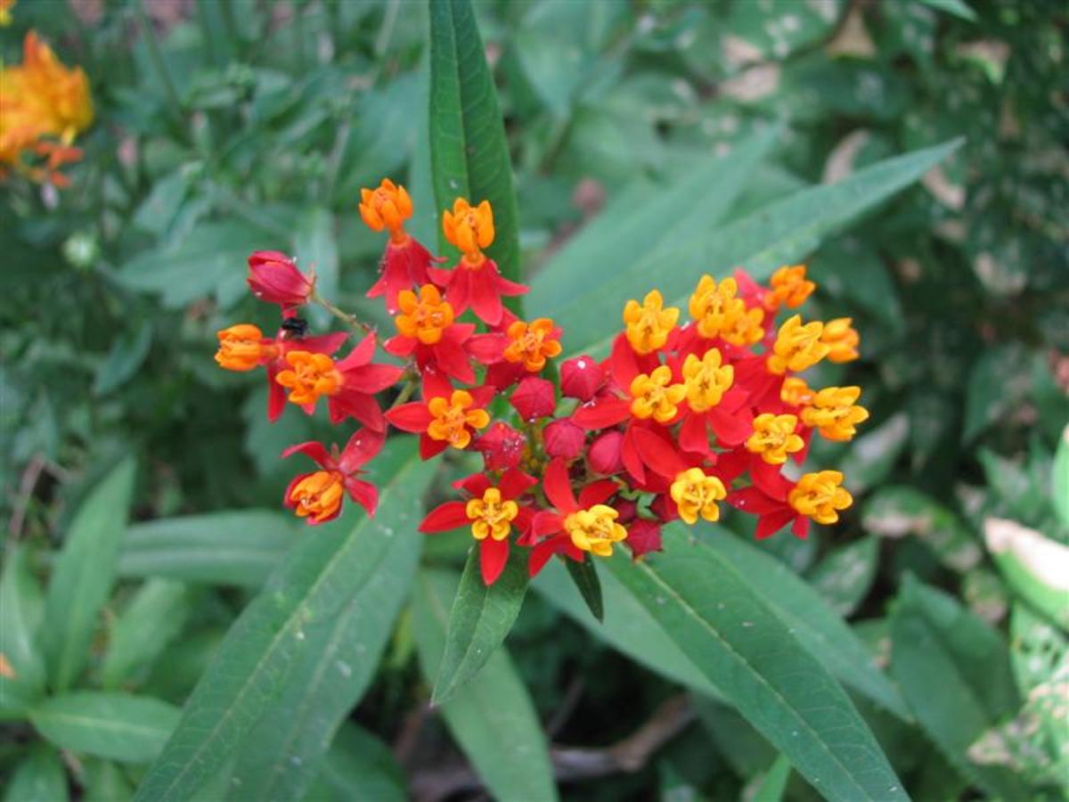Asclepias curassavica is also called Blood Weed and Scarlet Milkweed