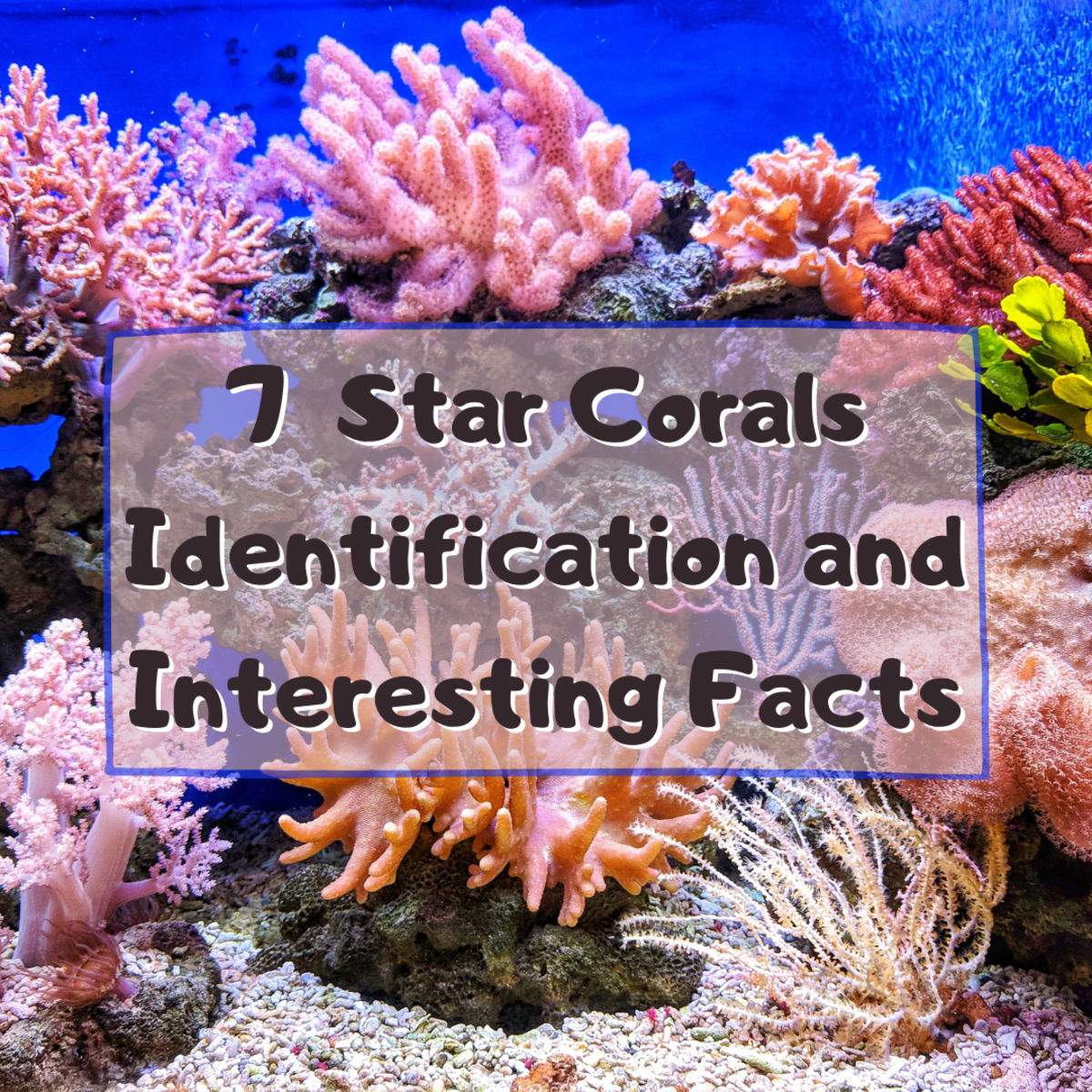 7  Star Corals Identification and Interesting Facts