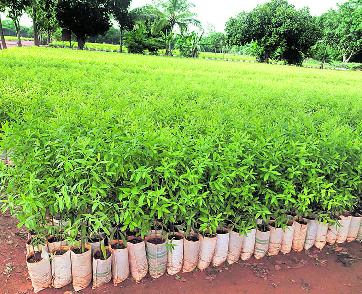Why You Should Plant a Sandalwood Tree