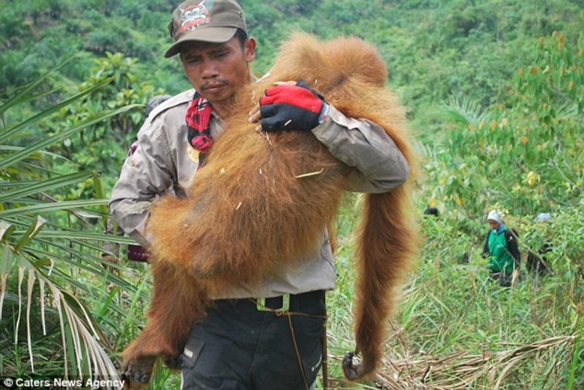 ~An orangutan is rescued from a forest before bulldozers destroy its home~ 