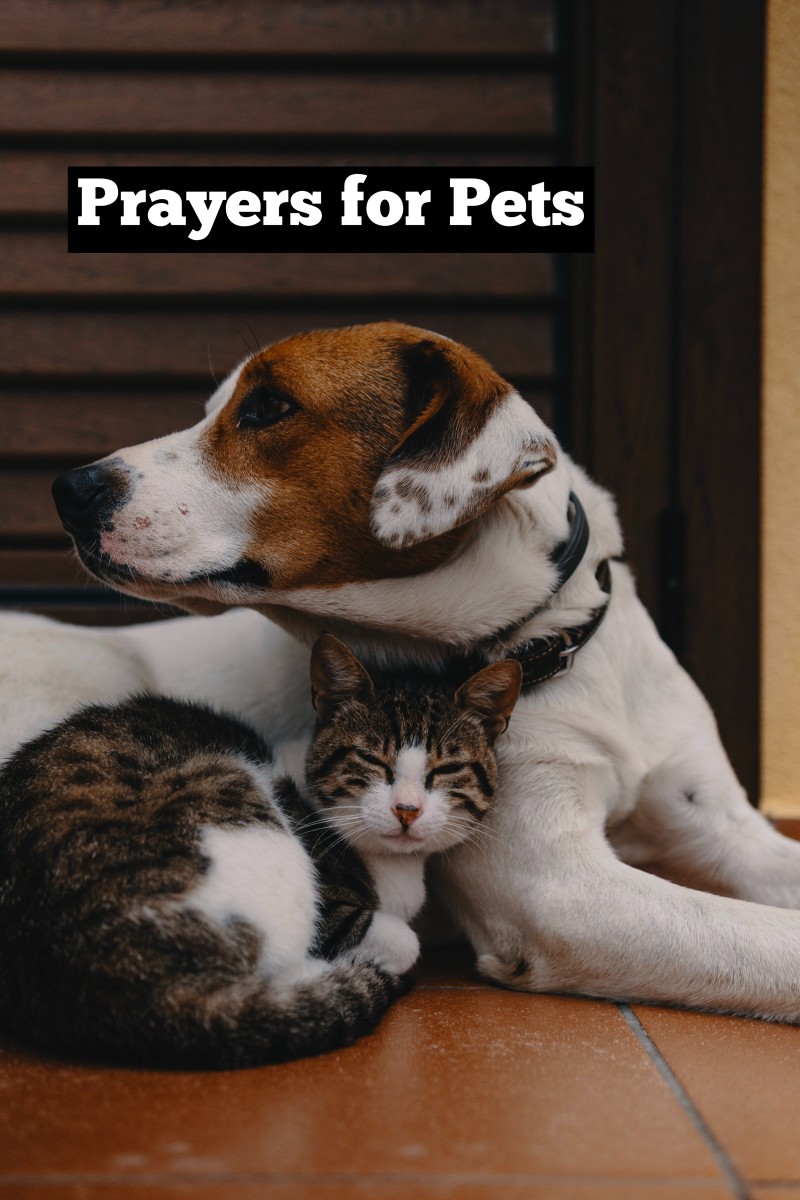 Prayers and Positive Words for When Pets Go Through a Hard Time