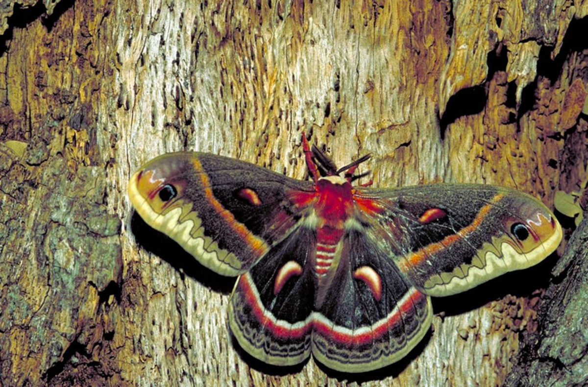 Cecropia giant silk moth