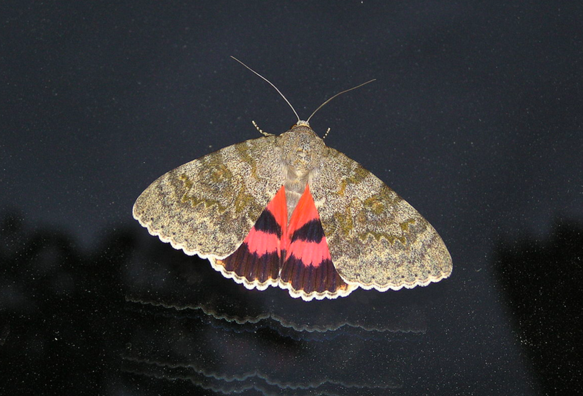 A typical underwing moth