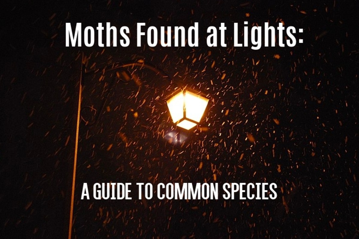 Moths at Lights: Identification Guide to Moths That Come to Lights