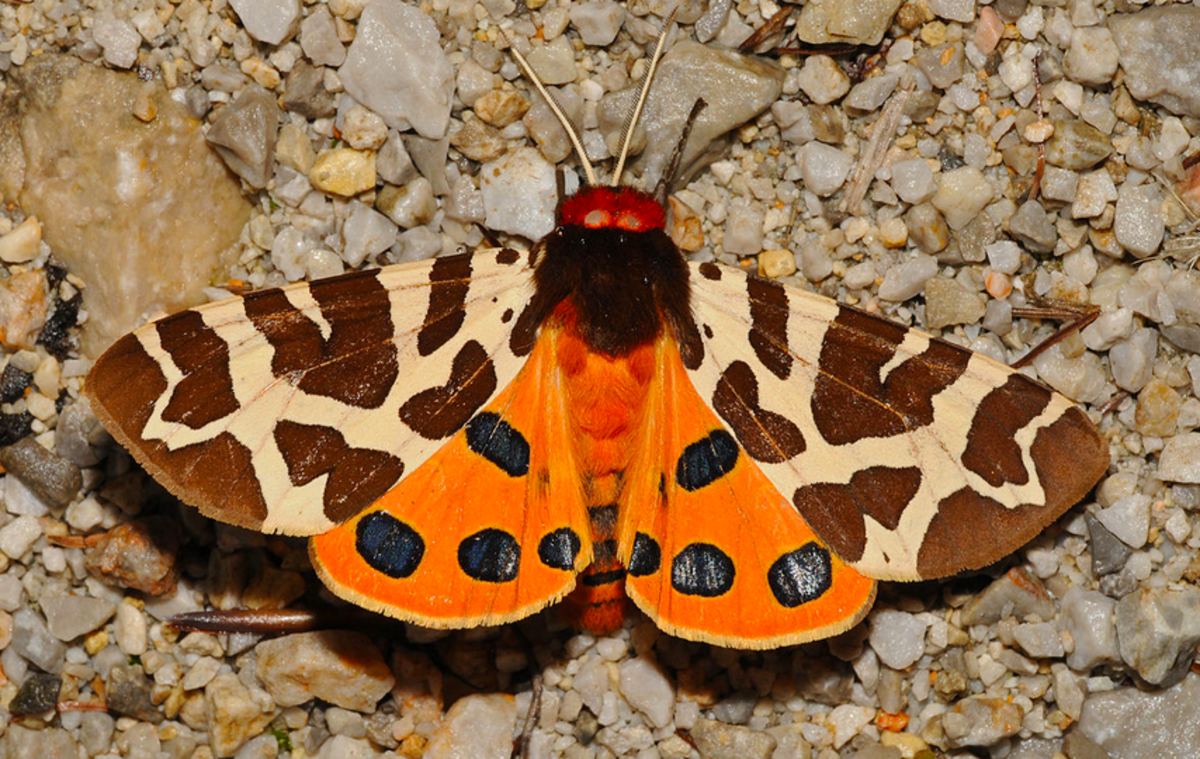 The beautiful garden tiger moth