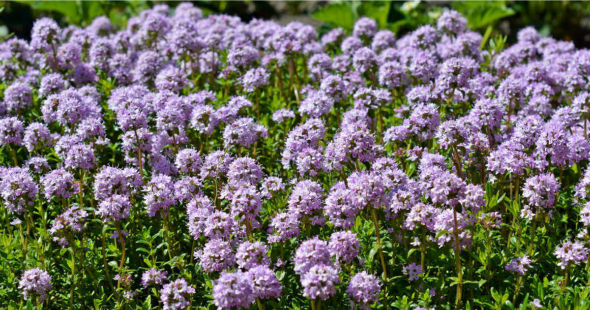 Thyme: A Versatile Herb for Your Garden