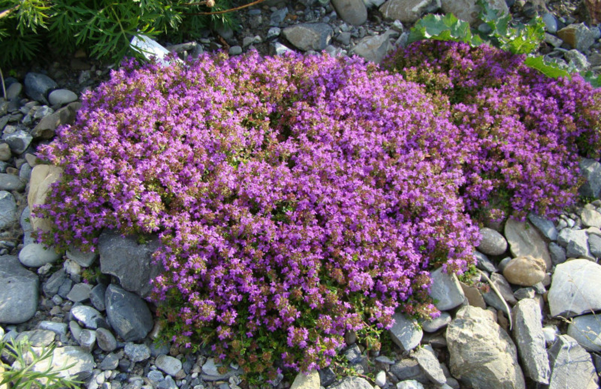 This thyme forms a pretty mound of greenery and scented blossoms.