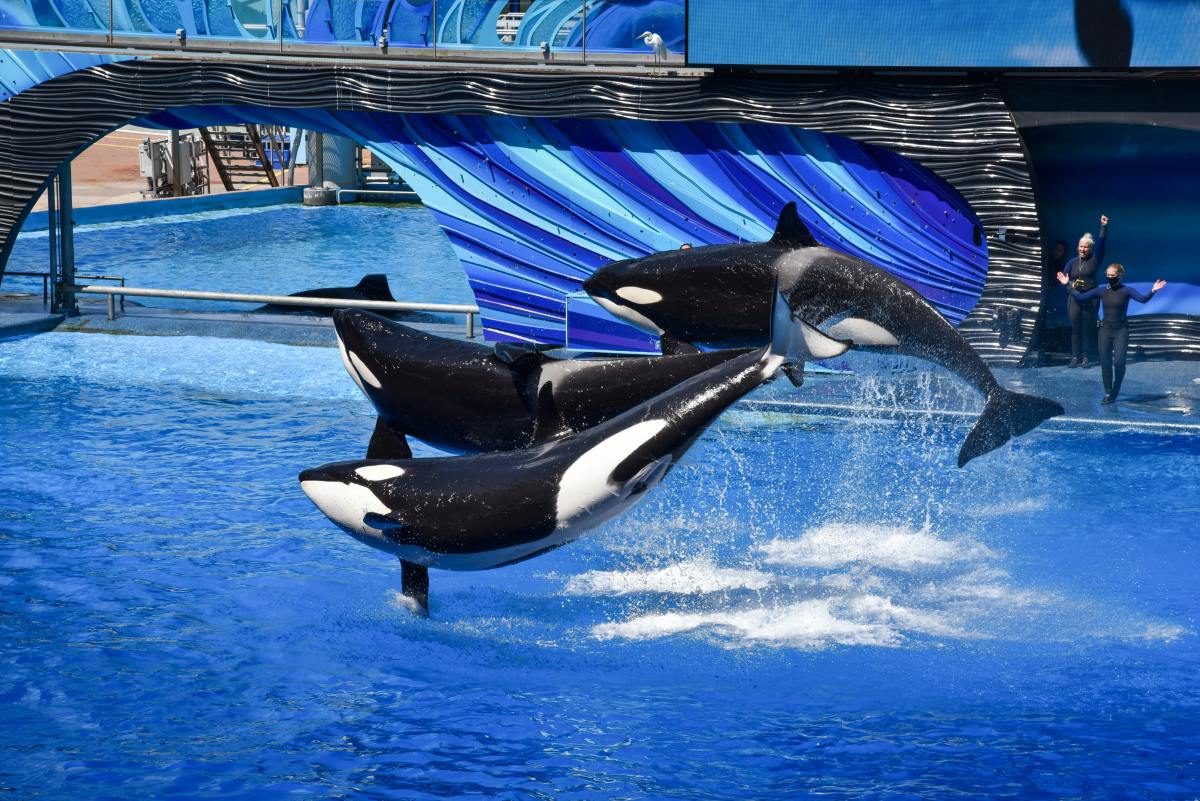 10 Facts About Killer Whales (Orca)