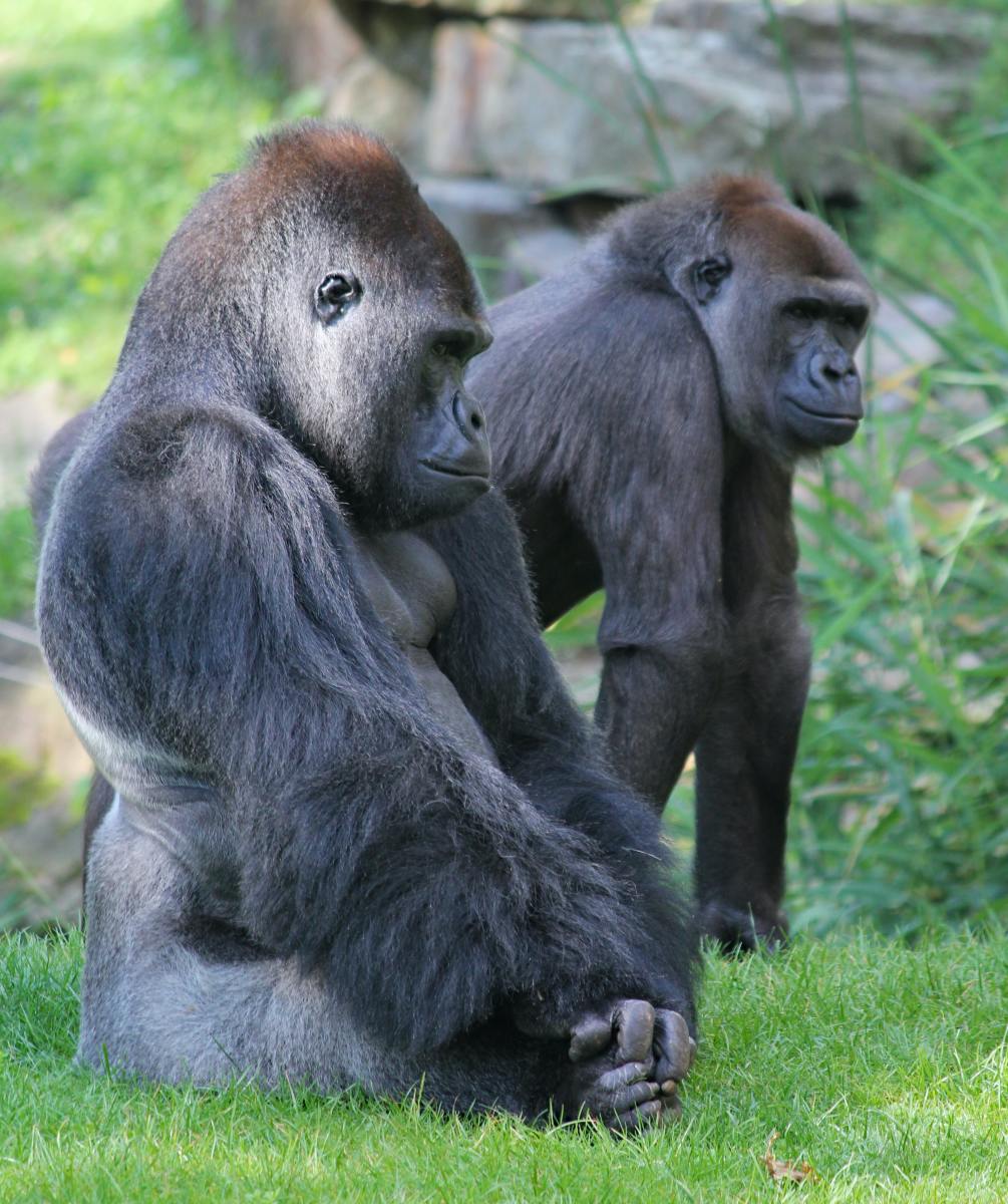 top-10-facts-about-gorillas