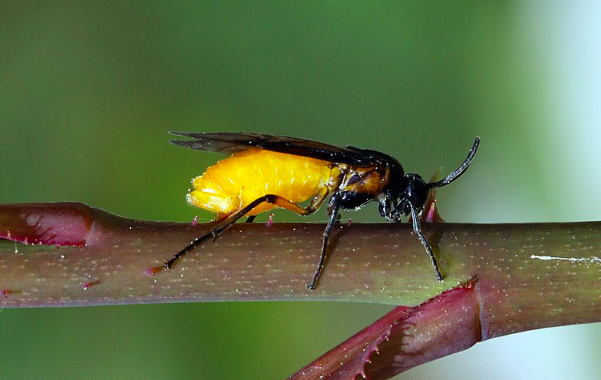 Adult rose sawfly