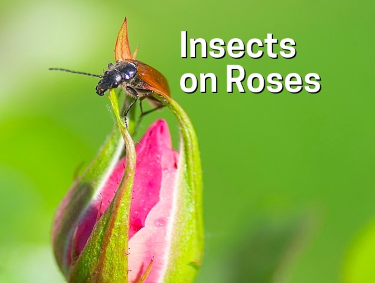Insects on Roses: Identification Guide to the Bugs and Insects That Attack Rose Plants
